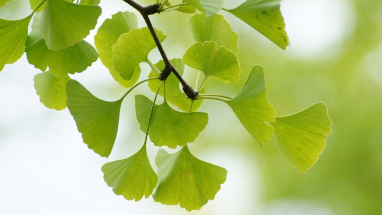 Gingko
